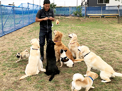 犬の学校