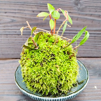 山野草の苗・苔玉