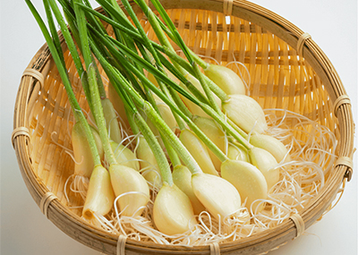 スプラウトにんにく
