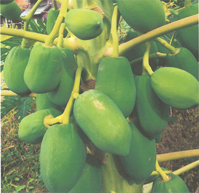 岩美の青パパイヤ 