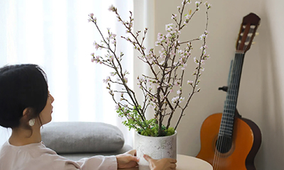 自宅で！桜のお花見キット